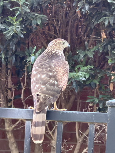 Cooper's Hawk