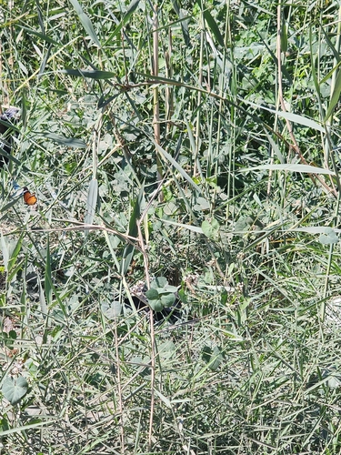 Plain Tiger Butterfly