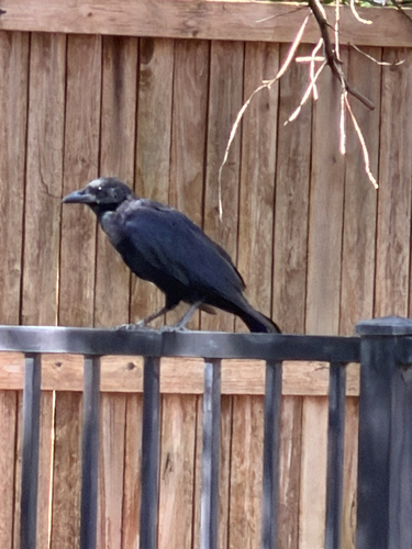 American Crow