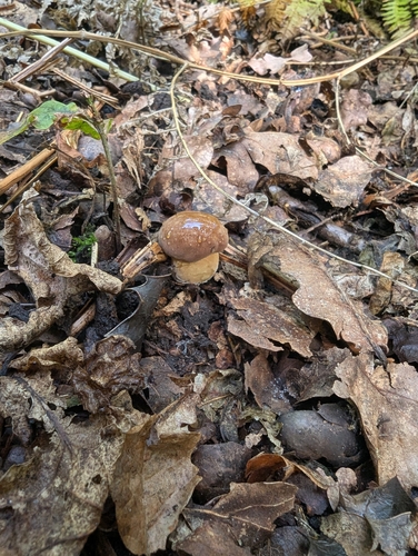 Bay Bolete