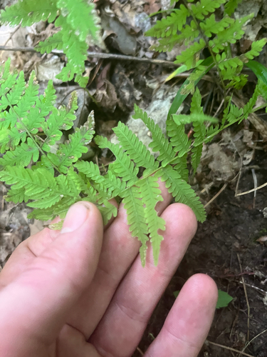 New York fern