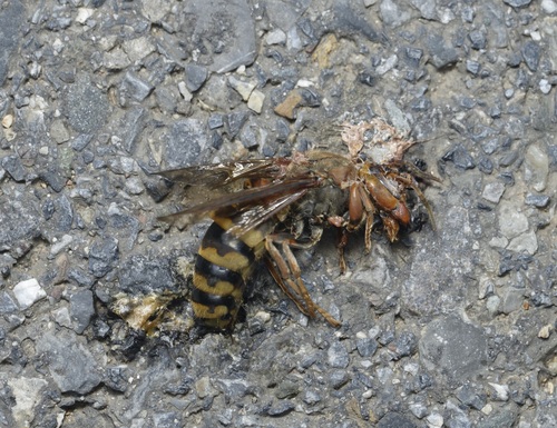 European Hornet