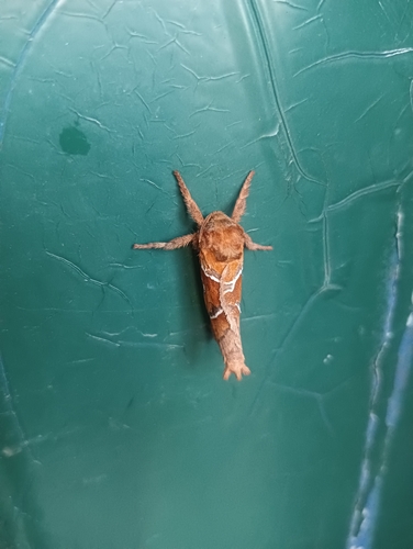 Orange Swift
