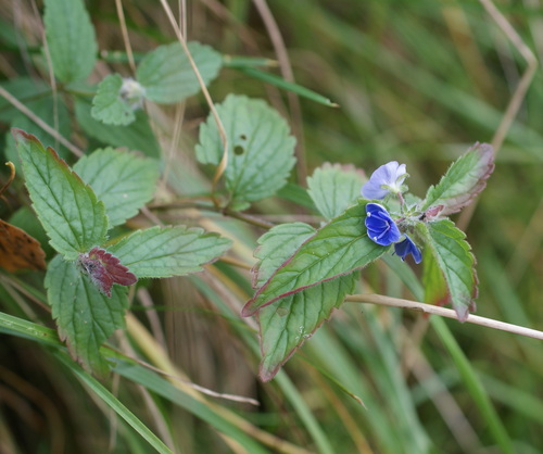 Germander Speedwell
