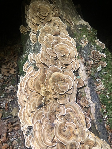 turkey-tail