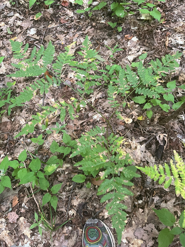 eagle fern