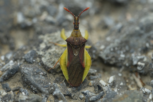 Cnizocoris sinensis