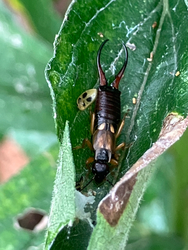 European Earwig