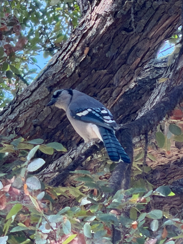 Blue Jay