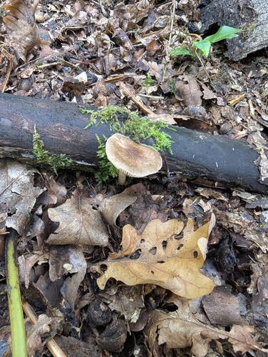 Common Gilled Mushrooms and Allies