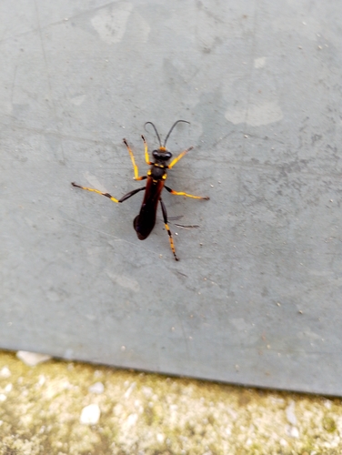 Yellow-legged Mud-dauber Wasp