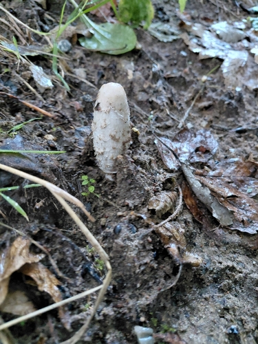 Shaggy Mane