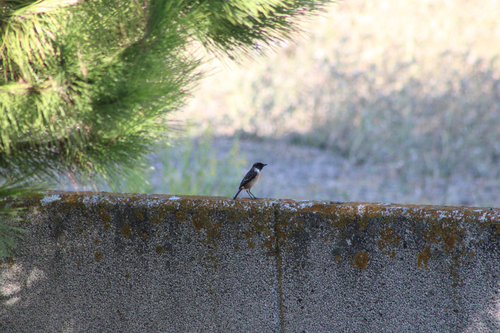 European Stonechat