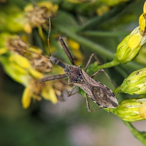 Spined Assassin Bug