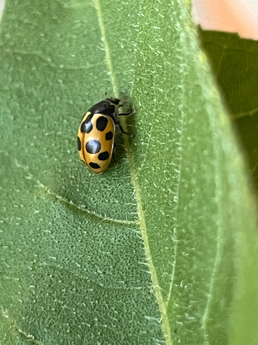 Notated Lady Beetle