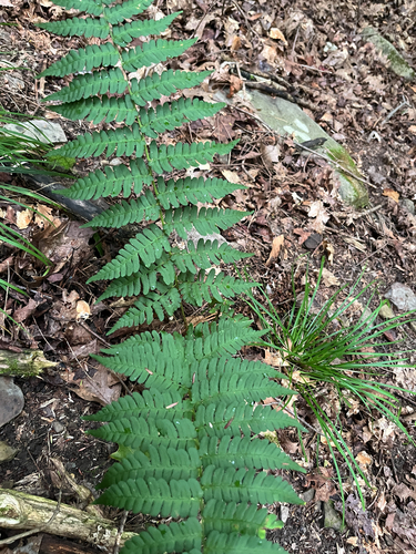 marginal wood fern