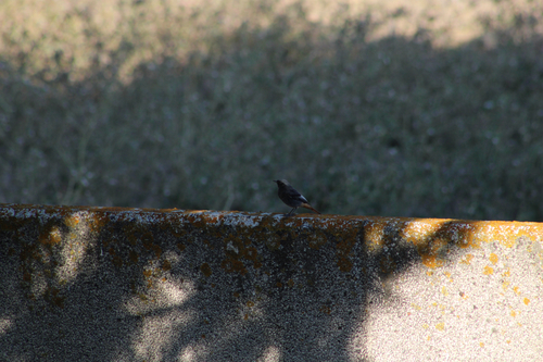 Black Redstart