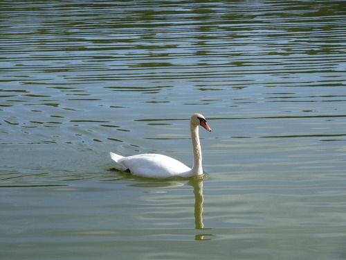 Mute Swan
