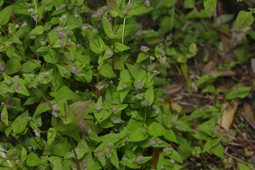 Nepal Persicaria