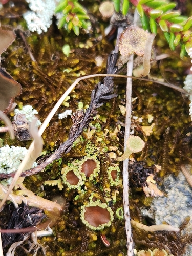 Green Moss-shingle Lichen