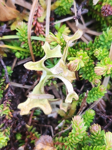 Iceland Lichen