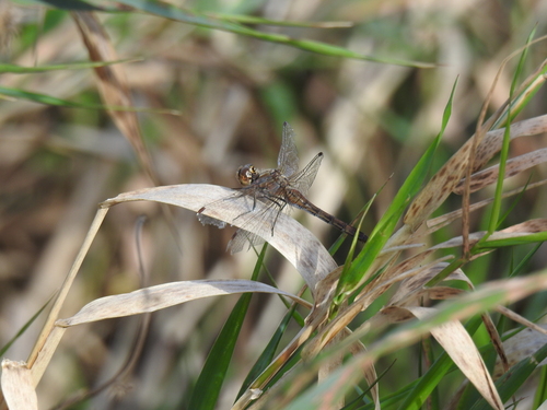Vagrant Darter