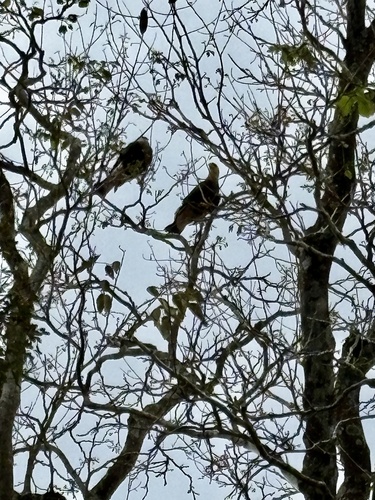 Crested Caracara