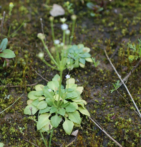 slender-stemmed androsace