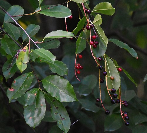 black cherry
