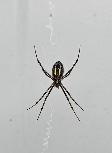 Banded Garden Spider