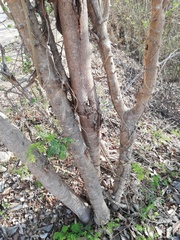 Piptadenia retusa