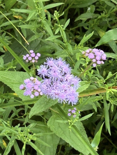 blue mistflower