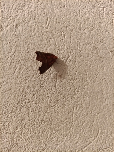 Herald Moth