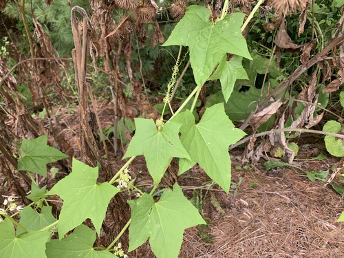 prickly cucumber