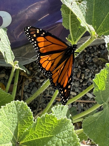 Monarch