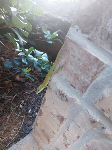 Green Anole