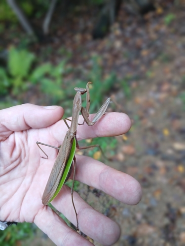 Chinese Mantis