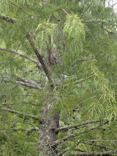 baldcypress