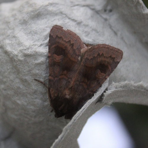 Bronzed Cutworm Moth