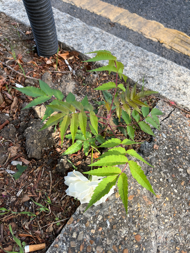 staghorn sumac