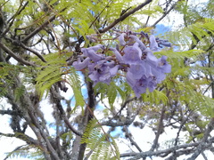 Jacaranda mimosifolia