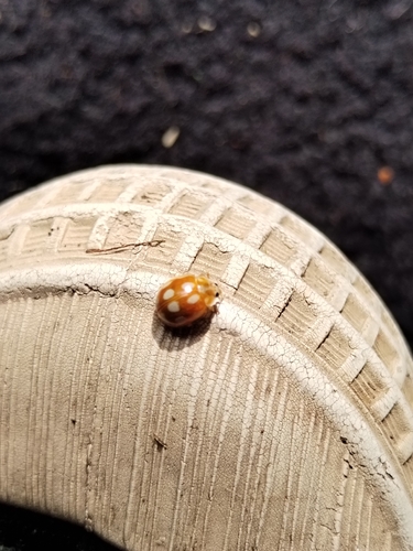 Little Arboreal Lady Beetle