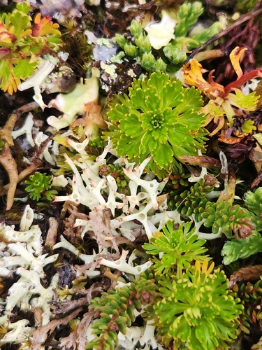 Thorn Lichen