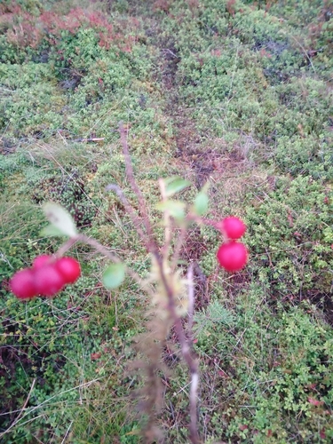 Lingonberry