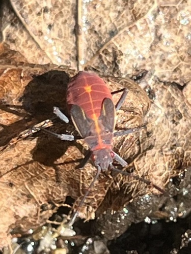 Western Boxelder Bug