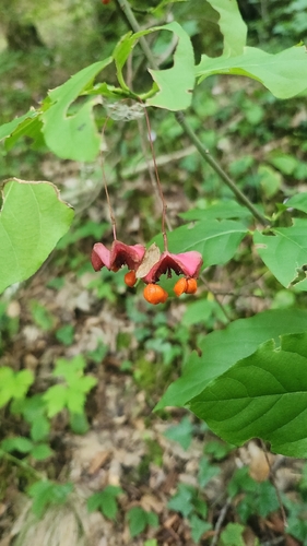 Large-leaved Spindle