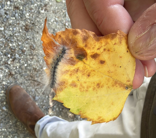 Fall Webworm Moth