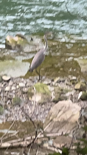 Grey Heron