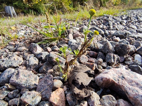 pineapple-weed
