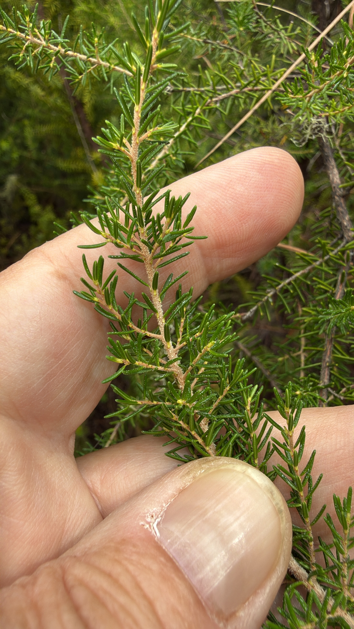 Erica canariensis